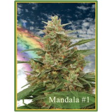 Семена конопли Mandala #1 Regular регулярные Mandala